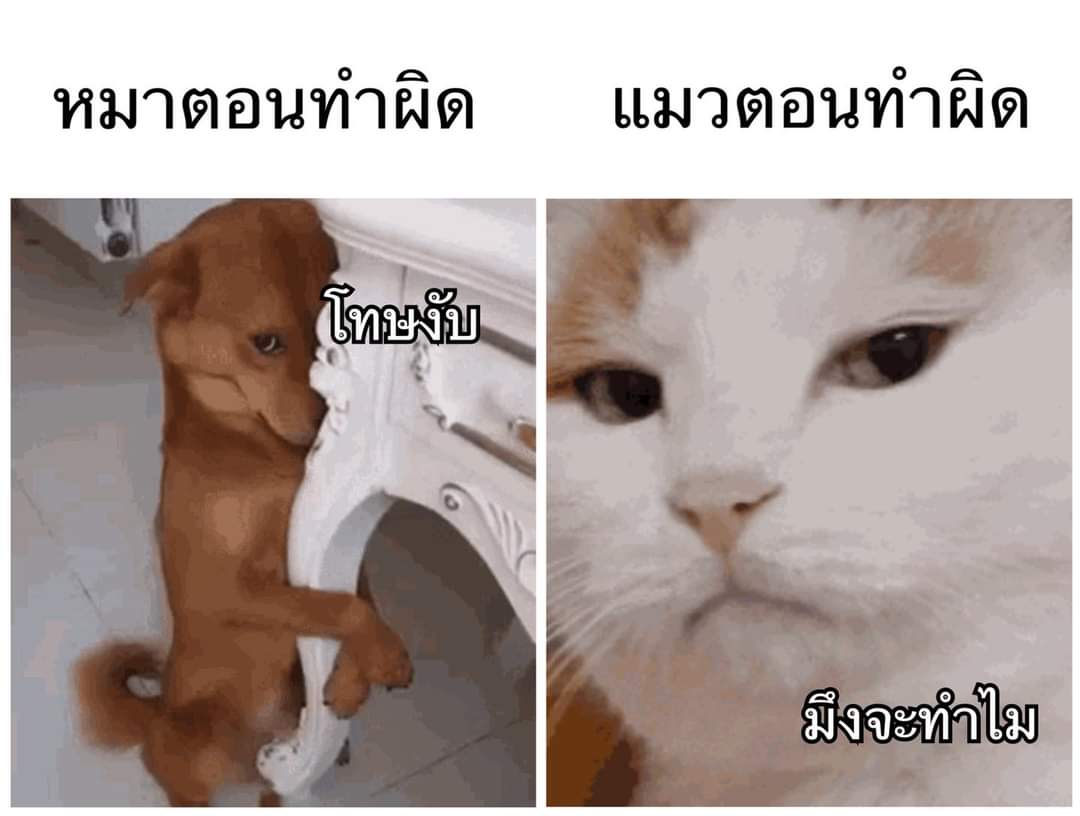 ชลน แมวส้มแท้ๆ 🐱 tweet media