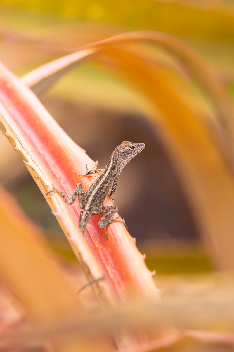 ashish_design's tweet photo. Just a lizard in wonderland! https://t.co/VRFXLE06rq