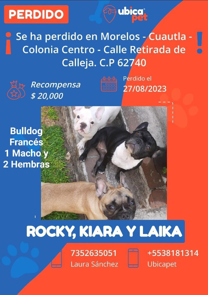 UbicapetMexico's tweet photo. 🟠 PERDIDO 🟠
👉 Más info: https://t.co/cBuCd0OPtK

P6485

▪️Rocky, Kiara y Laika
▪️1 macho y 2 hembras
▪️Bulldog Francés 
▪️Blanco,  negra con blanco  y cervato con máscara negra 
▪️Morelos
▪️Cuautla
▪️Colonia Centro https://t.co/eXmwUA2ptR