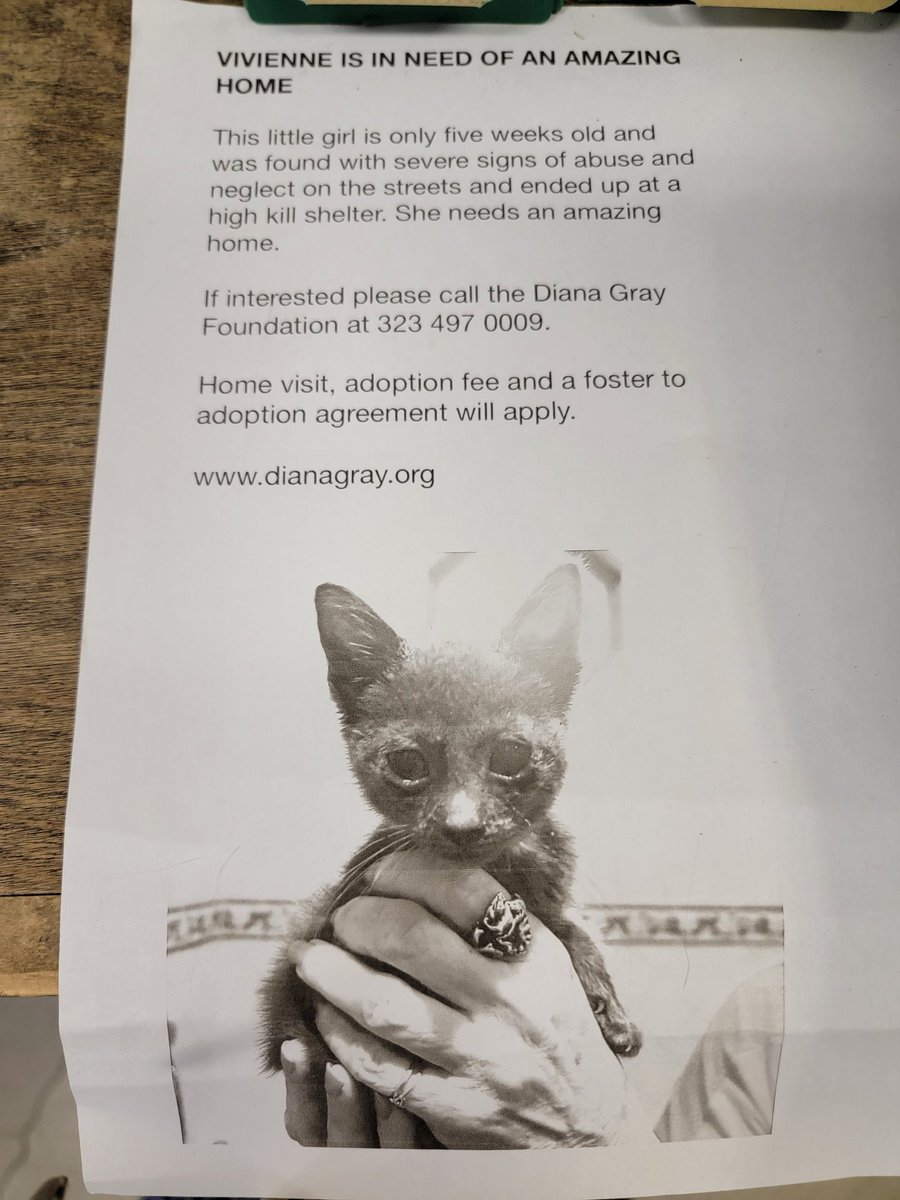 perplexdskeptic's tweet photo. If anyone in Los Angeles is interested in giving this girl a great home please contact Diana Gray! #losangeles #kittenfoundonstreets #adoptable #foster #kitten https://t.co/QbAaYZYcd3