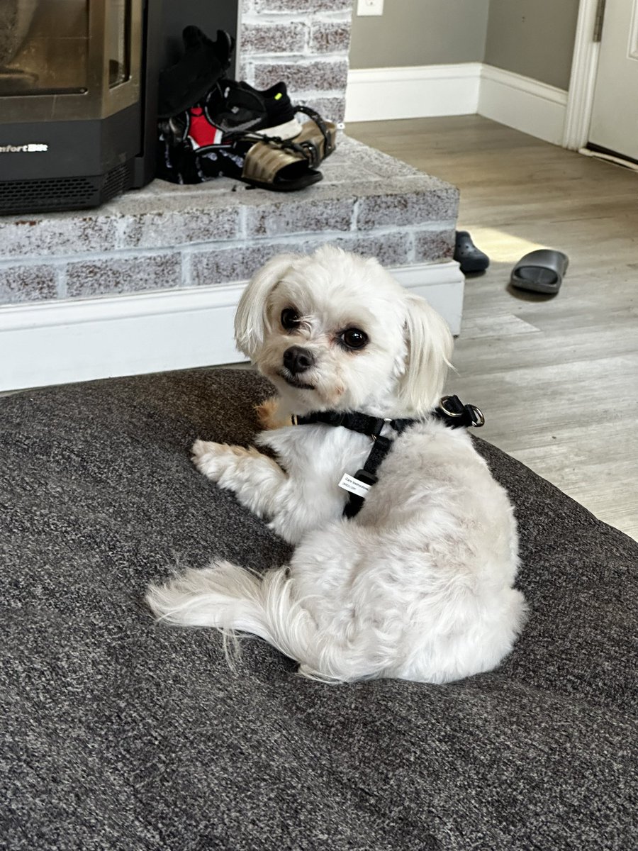 AshleyAdlerCoro's tweet photo. LOST DOG

$5000 REWARD IF FOUND!
No questions asked we just want him home please. 

Our dog escaped from our family friend’s backyard on Sangre de Cristo Ave. his name is Oliver he is a 5lb Maltese. #lasvegas #Lasvegaslostdog #lostdog https://t.co/JzUIPBw8dv
