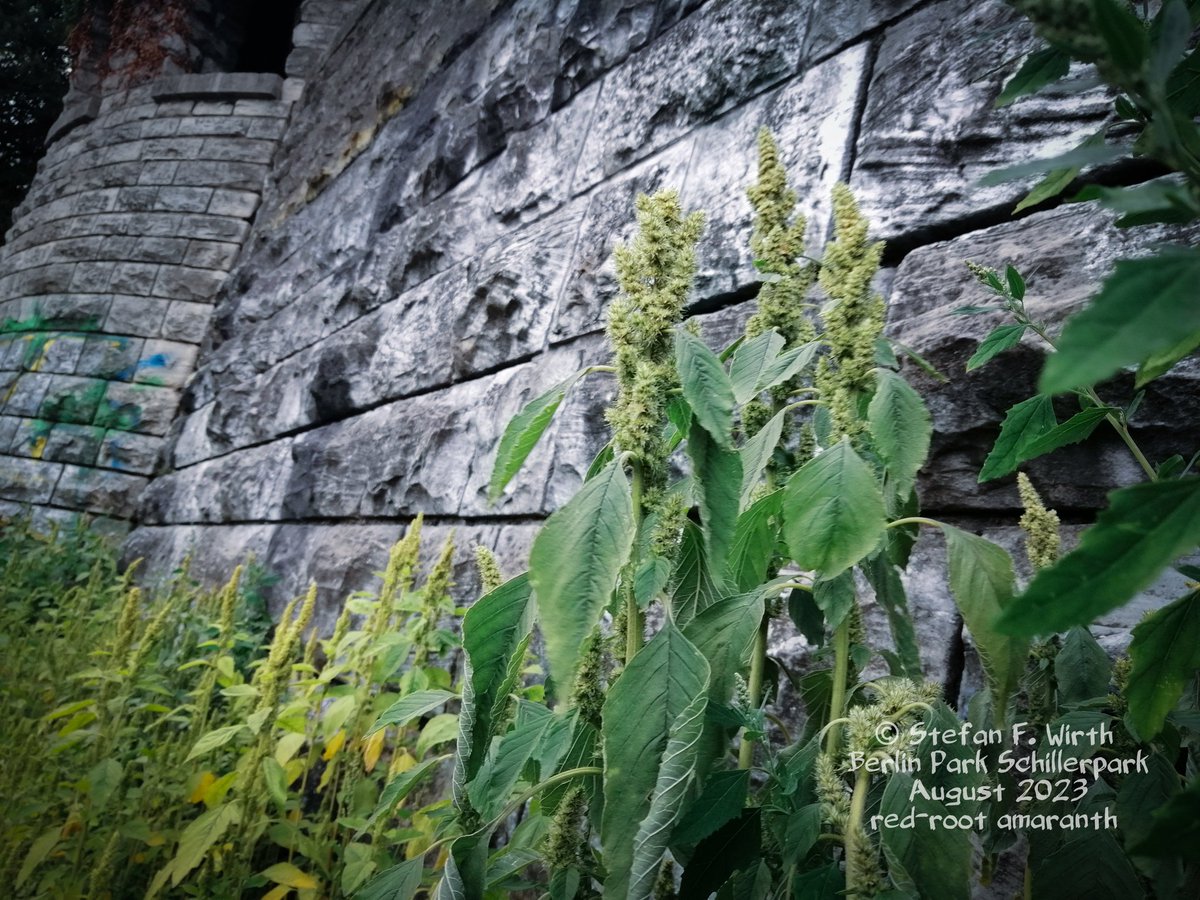 wirthstef's tweet photo. The #redroot #amaranth #Amaranthus #retroflexus (#Caryophyllales) is an example of a #neophyte that was transported from North America to Europe before scientific weather records began, namely in the first half of the 19th century. There is therefore no direct connection with global warming. Instead, the robustness and flexibility of the plant as well as the "willingness" to spread and longevity of the #seeds have probably contributed to the plant being able to settle in Europe, but also on all of our continents in general.
However, A. retroflexus likes warmth and does not tolerate frost. The #survival #strategy is therefore to survive as a seed. This is disseminated in a variety of ways. Wind and waterborne dispersal are important routes of dispersal. The plant can therefore often be found near water. However, it also occurs as an undesirable weed in arable #farming. Often it just grows in parks and generally along roadsides. The photo shows an area in the #Schillerpark park in #Berlin (Germany).
The red-root amaranth prectices #C4photosynthesis. Several different forms of C4 photosynthesis have independently #evolved within the Amaranthaceae. This is interpreted as an #adaptation to higher temperatures and drought. G. Kadereit et al. (2003) carried out. A recent study by authors A. M Khan et al. (2022) on a very different topic refers specifically to The red-root amaranth and another related species. The authors deal with the conditions of #germination and #seedsurvival. These studies are basic research with applied intentions. Because the red-root amaranth is one of the weeds that cause problems in summer crops in Australia, for example. The studies might once help to be able to combat the plant as an unwanted weed in agriculture more efficiently in the future. #Biodiversity
© #StefanFWirth Berlin August 2023
Sources:
G. Kadereit et al. (2003):
https://t.co/X6eha2QiJd
M Khan et al. (2022): https://t.co/MyeAzTaD0J