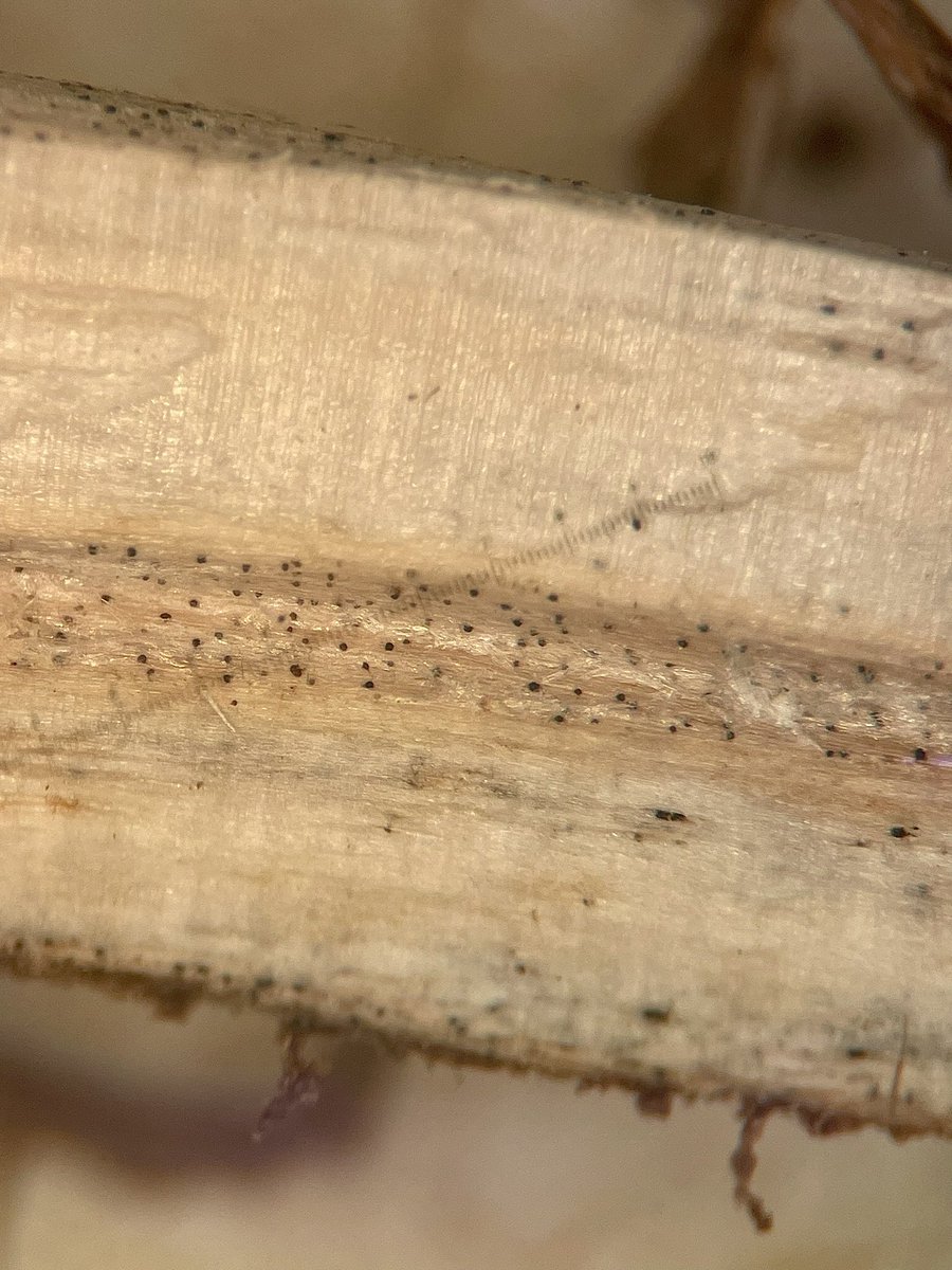 alabamaED's tweet photo. Charcoal rot of soybean is caused by a soilborne fungal pathogen. Symptoms appear as patches of wilted plants. Small black microsclerotia are found in the pith &amp; on the surface of the lower stem resulting in a light gray appearance. Charcoal rot is favored by hot dry conditions https://t.co/KaAcPGPqBn