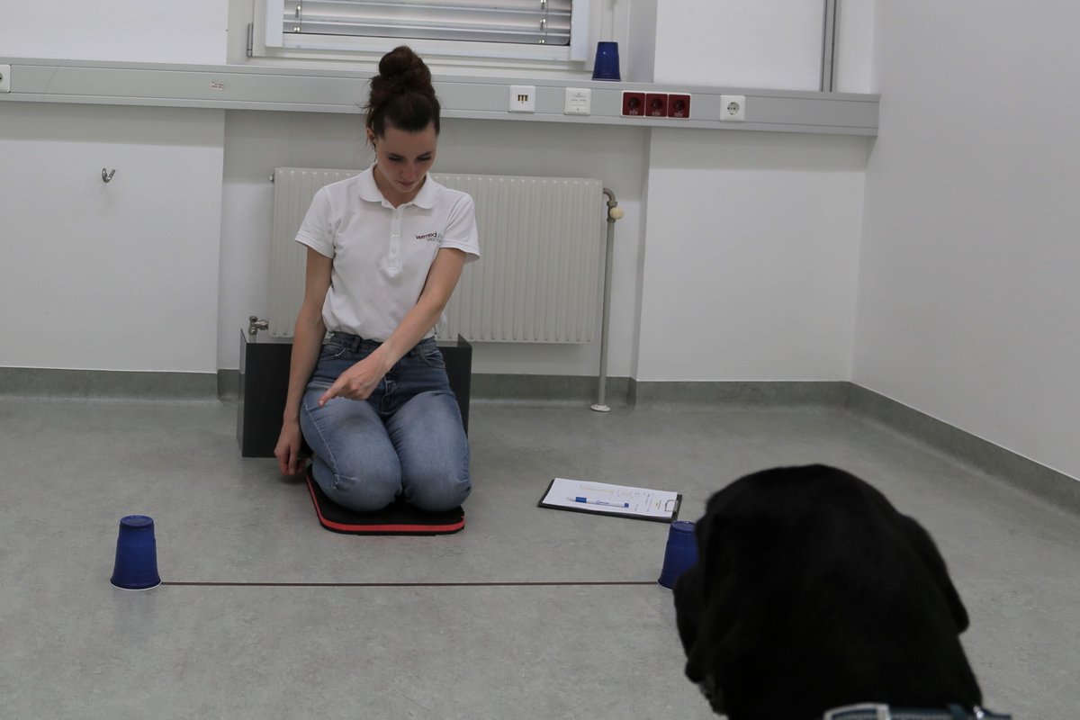 ManyDogs tweet media