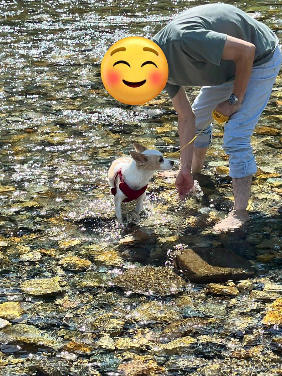 corgi_korosuke's tweet photo. 夏の初め、コロ助の大好きだった川にお嬢初挑戦☀️

コロ助みたいに飛び込んだ🤣
コロ助も一緒にいたんだねきっと😊

#保護犬との暮らし #保護犬を家族に 
#犬との暮らし 
#保護犬 
#おじいとお嬢さんぽ https://t.co/F0hZS8is31