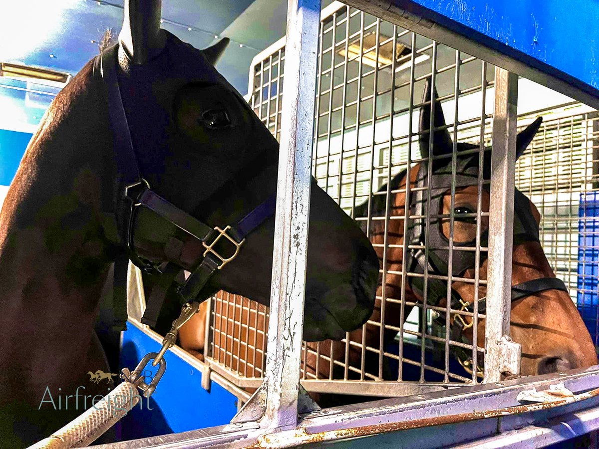KarakaChat's tweet image. NZB Airfreight | Flying First Class ✈️

Multiple G1 Winner #Imperatriz and Karaka Millions Hero #Dynastic boarded an NZB Airfreight flight last night and have arrived safely and happily in Melbourne for @TeAkauRacing 🍊

We look forward to following their next chapters! Go…