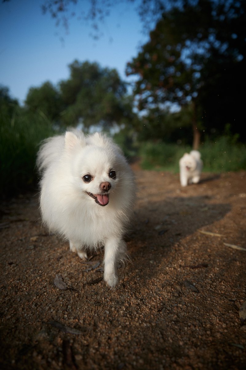 cabechee's tweet photo. 散歩🐕🐕🥰
#子犬 #ポメラニアン #puppy #dog #pomeranian #camem #bert https://t.co/FYMlndBC7P