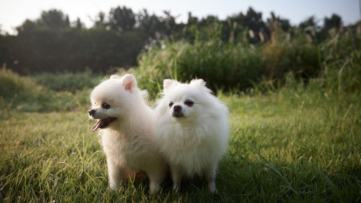 cabechee's tweet photo. 散歩🐕🐕🥰
#子犬 #ポメラニアン #puppy #dog #pomeranian #camem #bert https://t.co/FYMlndBC7P