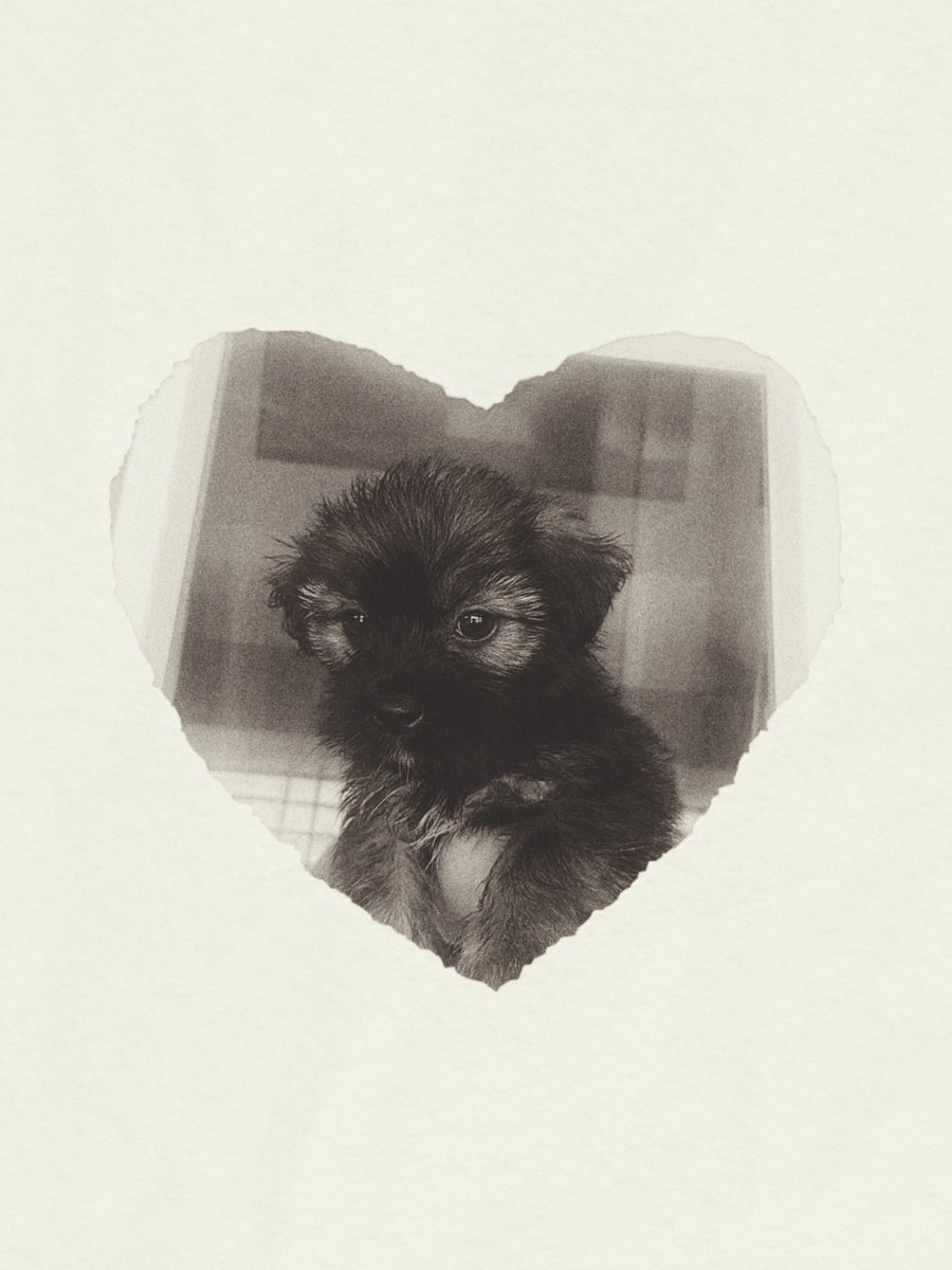 salkiro's tweet photo. kyon, ang daya mo naman, sabi ko sayo pa-pasyal pa tayo sa beach :( hindi mo na ma-memeet fur babies ng mga friends ni mommi :'( run free mahal ko, see you sa next life. https://t.co/GkzvQ6OlxD