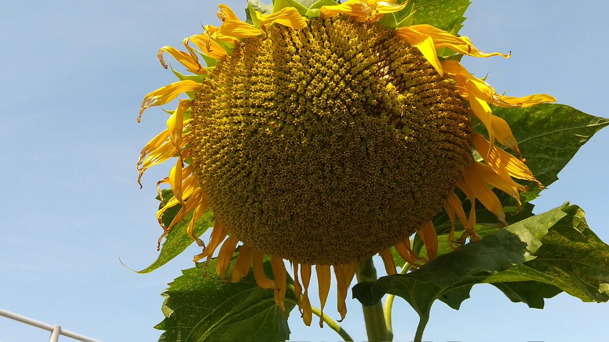 頑張って大きな花を咲かせました！
重たくてこんなになってしまいました。
でも、たっ～～～～～～くさん種を残しています。
#らんまん