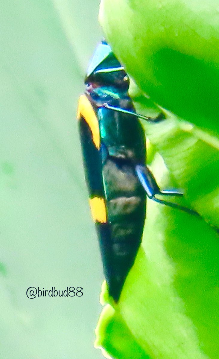 birdbud88's tweet photo. 🌞☕️Twitters🐦Singapore’s dragonfly,Cicada🤔n butterflies😃#NaturePhotography #TwitterNatureCommunity #TwitterNaturePhotography #nature #Asianinsects #Singapore https://t.co/NrdiDlibuw