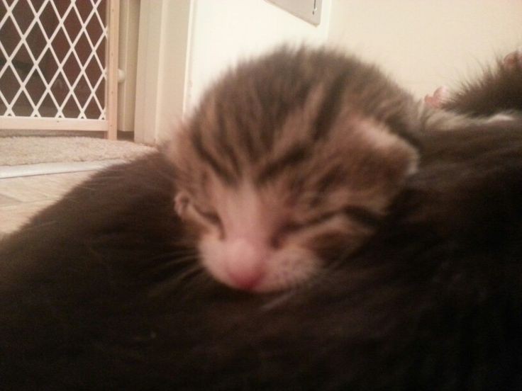 lurpoism's tweet image. mimiimimmi