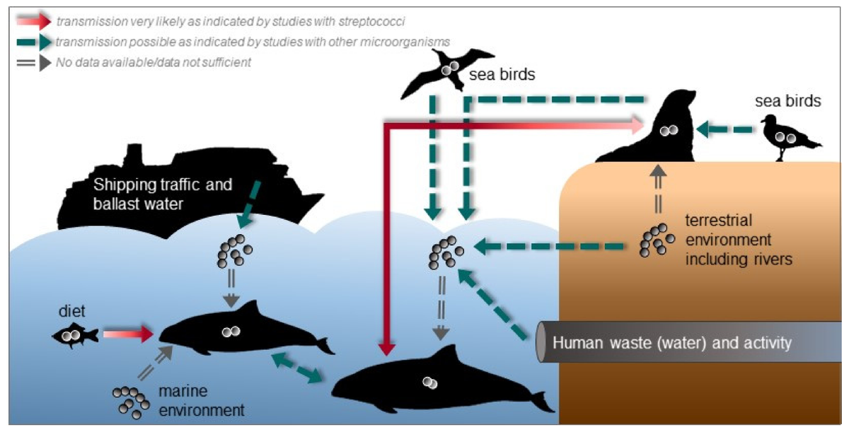 #HighlyViewedpaper 
📃 #Streptococcal Infections in Marine Mammals
👨‍🔬 by Dr. Daniela Numberger et al.
📷 More here: mdpi.com/994590