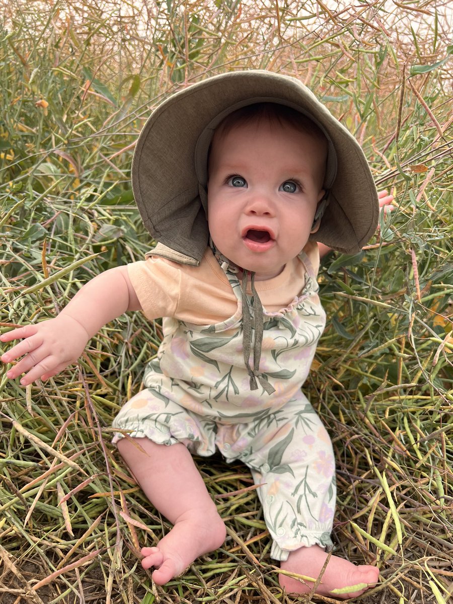 Kenzie’s first private plot tour with @RebeccaNewman21. We’ve all been there -  scouting canola, fallen down and can’t get up 😂😅 #Alberta #peaceregion