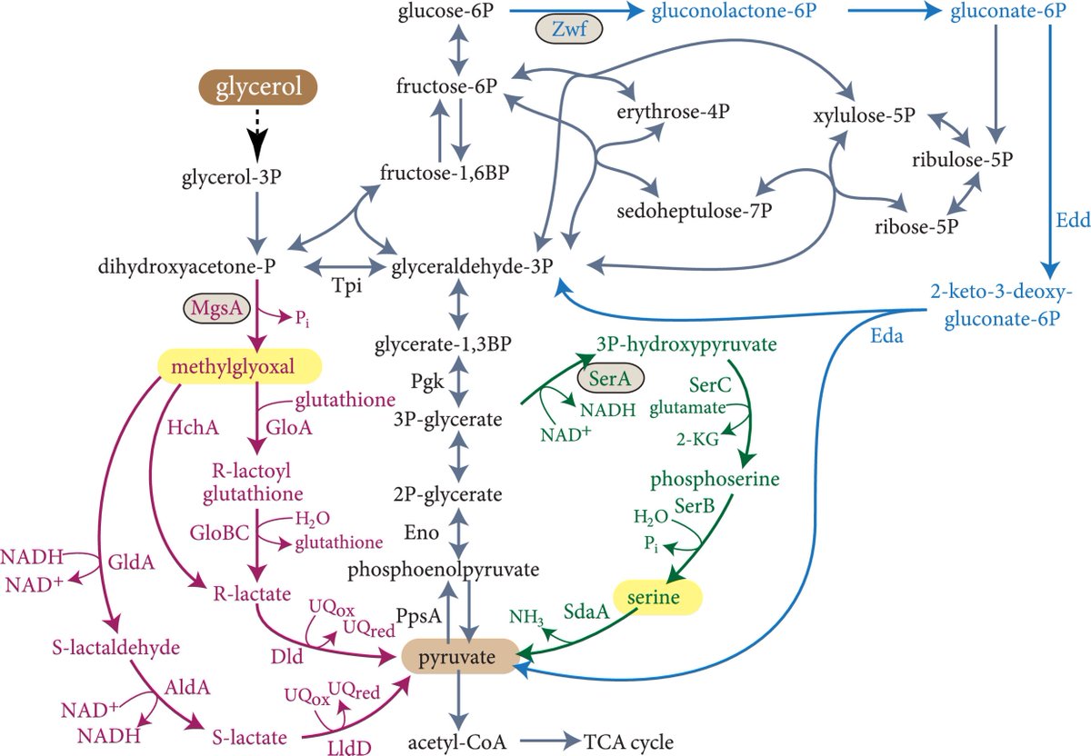 BioDesignR's tweet photo. Alternative metabolic routes in E. coli? Through in silico design, rational engineering, and lab evolution, we've uncovered new pathways, showcasing metabolism's flexibility. #MetabolicRewiring #EcoliResearch 🧫🔬🧬🔄
Details: https://t.co/y5UMrvvIhv https://t.co/LpZXfsmaSP