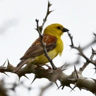 Otis_inglorius's tweet image. Y’day I found a male SUDAN GOLDEN SPARROW here in The #Straits !

Another African species spreading North and perhaps this is one of the very first migratory pioneers ! 

Our friend Karanta Camara had been observing this species in The #Gambia recently - this is his photo!