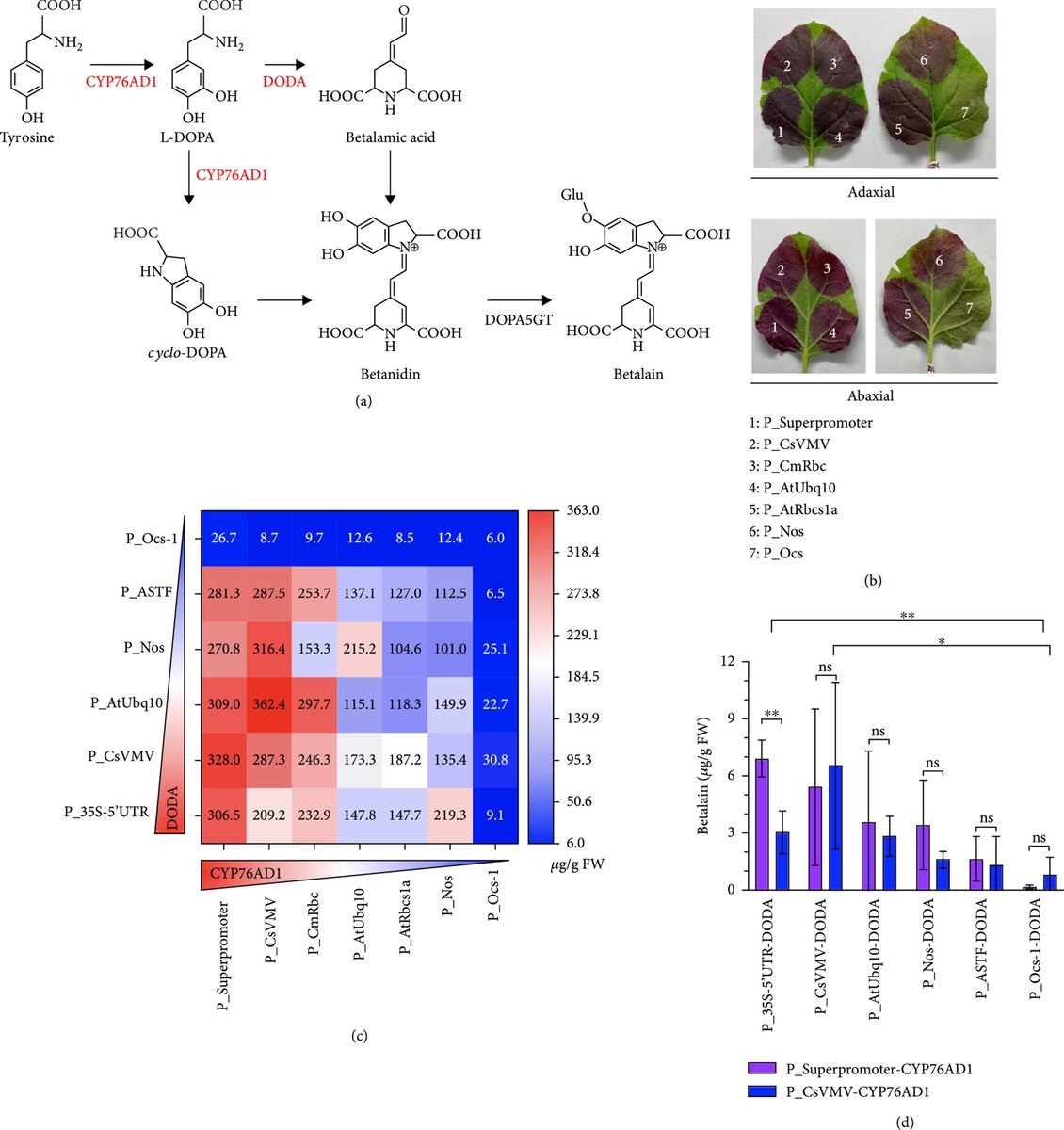 BioDesignR's tweet image. Quantitatively characterizing plant promoters, we enhanced gene expression control in plant engineering. The result? Up to 362.4μg/g betalain production. #PlantSynthetics #GeneEngineering🌱🔬🧬📊
Details: spj.science.org/doi/10.34133/2…