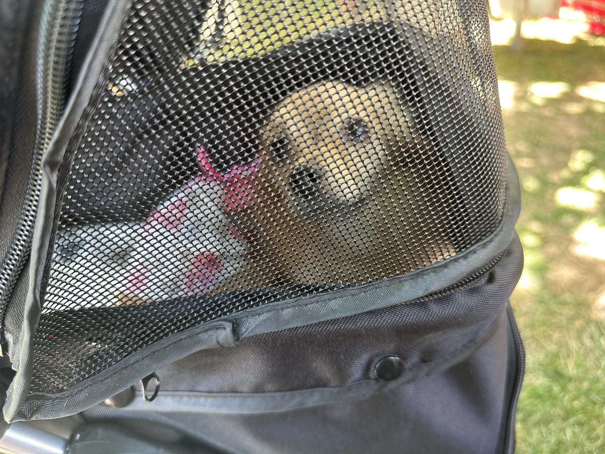 KorinaMcDavid's tweet image. I did in fact buy my dog a pet stroller so we didn’t have to carry her around the whole day. Best money I spent 😂💜 and she loved it too! #spoileddog