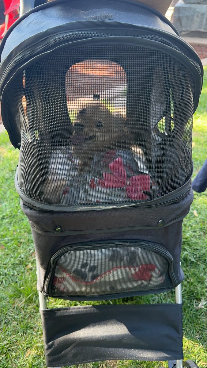 KorinaMcDavid's tweet image. I did in fact buy my dog a pet stroller so we didn’t have to carry her around the whole day. Best money I spent 😂💜 and she loved it too! #spoileddog