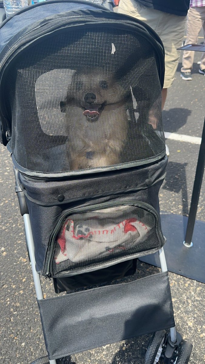KorinaMcDavid's tweet image. I did in fact buy my dog a pet stroller so we didn’t have to carry her around the whole day. Best money I spent 😂💜 and she loved it too! #spoileddog