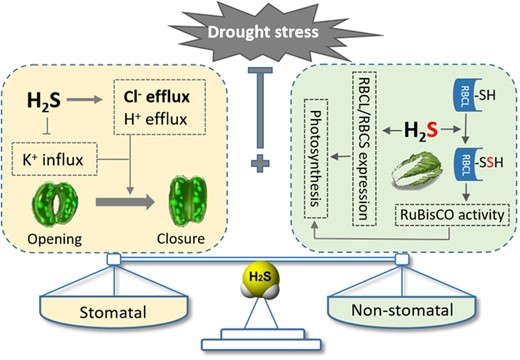 H2S enhances drought resistance in Chinese cabbage by balancing stomatal closure and photosynthesis efficiency, with key roles in RuBisCO activity. 🌱💧 #PlantScience #DroughtResilience
@OxfordJournals
Details: doi.org/10.1093/hr/uha…