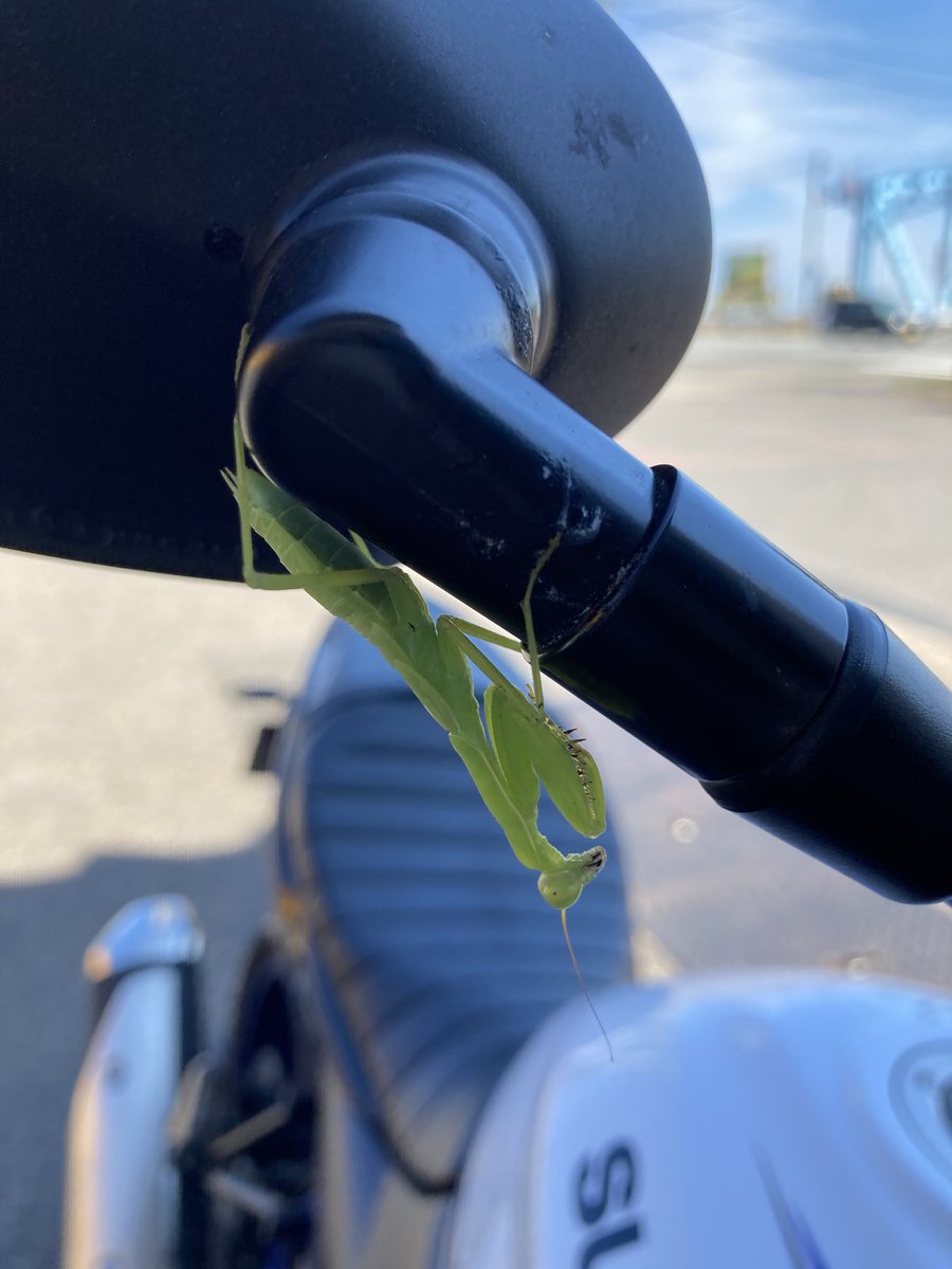 kennano2's tweet photo. レッドバロンまでバイクの点検の予約をしに(電話でもいーんだけどさ)。ミラーにカマキリくんが乗ってて家からずっと一緒にツーリングしてきました。 https://t.co/iALhW7wMnV