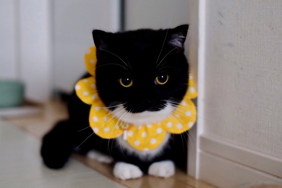 I'm Uni :3 tweet media