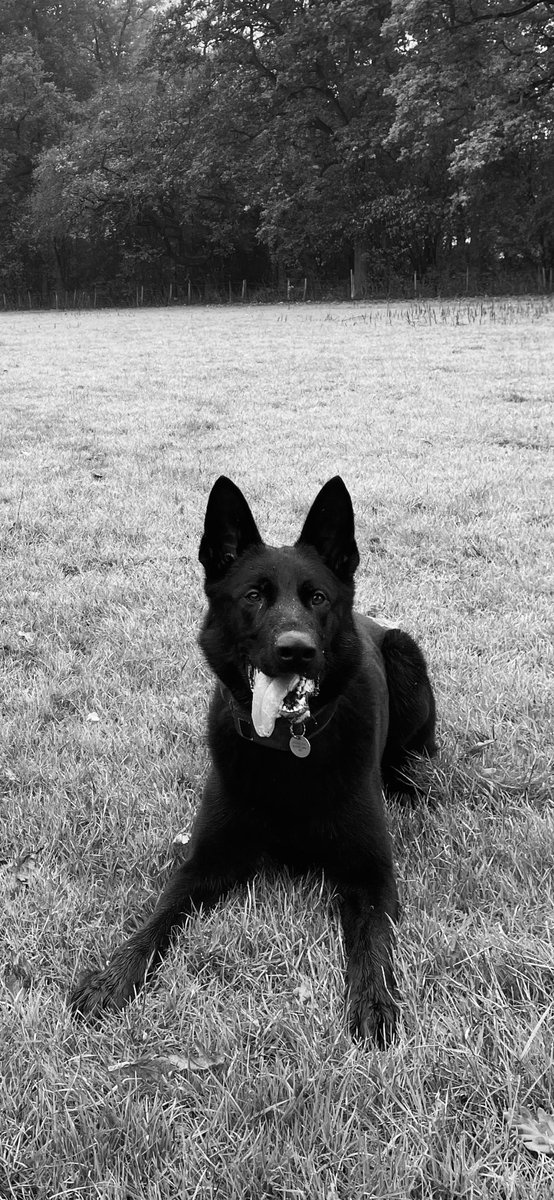 NS PoliceDogs tweet media