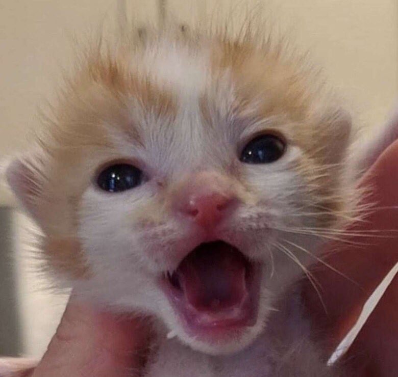 HumTwinkle's tweet image. Tghis is mhy rolemodle beeeef bibbler!