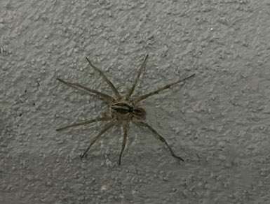 gali_gonzalez1's tweet photo. ¡Hola @Arachno_Cosas !
Hace tiempo que encontré estas dos chiquillas en casa, me gustaría conocer su importancia médica. Fueron encontradas en Pachuca de Soto; Hidalgo.
Saludos. https://t.co/ZJUlE6SlIB