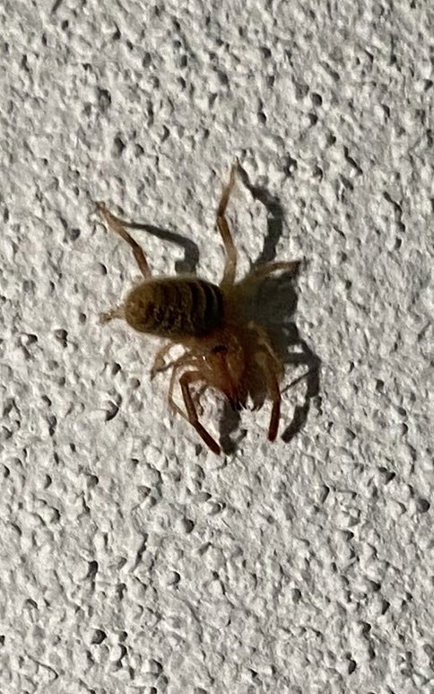 gali_gonzalez1's tweet photo. ¡Hola @Arachno_Cosas !
Hace tiempo que encontré estas dos chiquillas en casa, me gustaría conocer su importancia médica. Fueron encontradas en Pachuca de Soto; Hidalgo.
Saludos. https://t.co/ZJUlE6SlIB