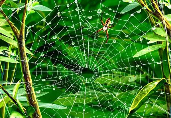 "The Saranjana Island" in Southeast Kalimantan. 
The last forest, mangrove, ironwood (eusideroxylon zwageriand) and Meranti Putih (shorea montigena). @RAN <a href="/PalmOilDetect/">Palm Oil Detectives #BoycottPalmOil</a> #deforestation #ClimateActionNow #ClimateCrisis <a href="/HUTANGroupJAPAN/">ウータン・森と生活を考える会</a>