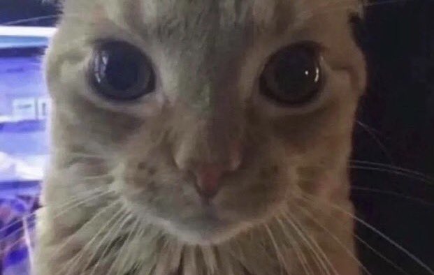 HumTwinkle's tweet image. Am indybeb comfumesd