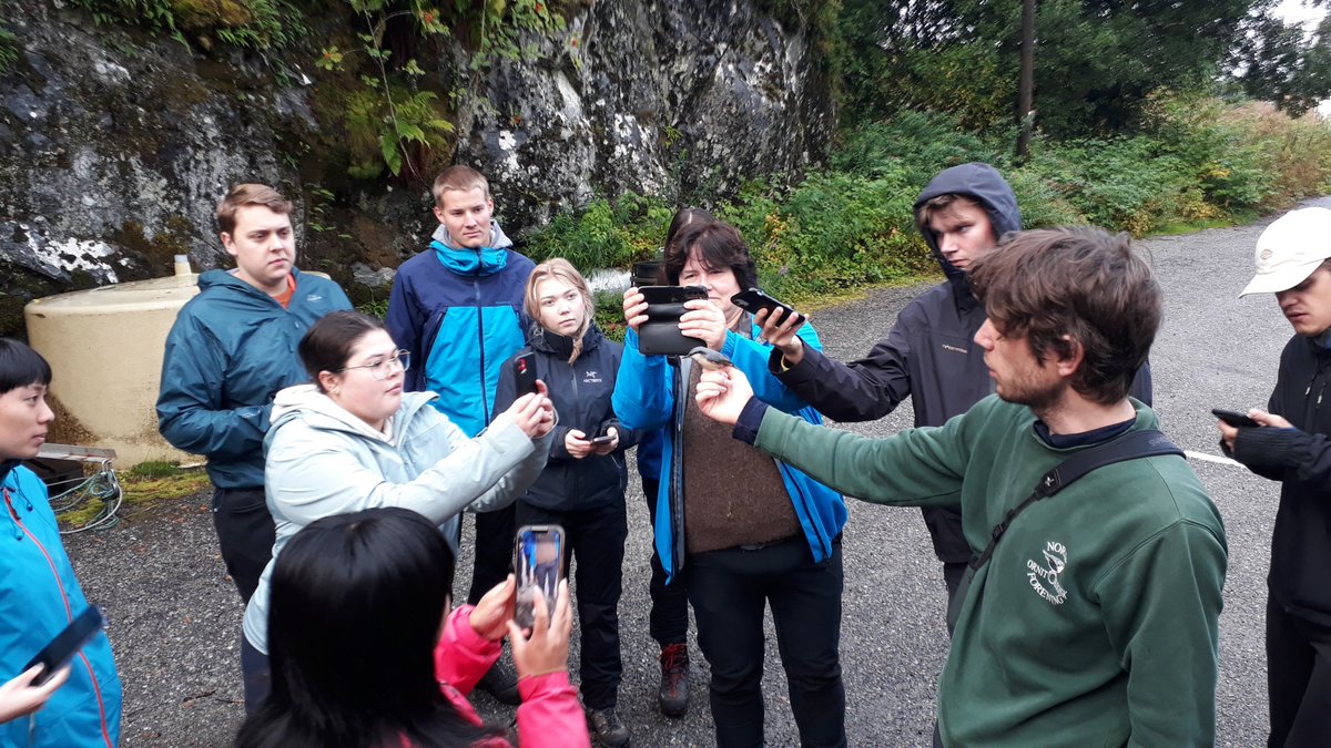 aribreist's tweet image. Teaching biology students ornithology at the field course in #Espegrend. Here from the early morning bird ringing session. @OddvarHeggoy demonstrates how to determine the sex of a Eurasian nuthatch. #BIO102 #fieldcourse @BioUiB