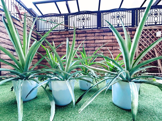 Twitterのコスプレ画像2