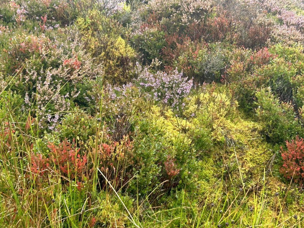 Day 6 TalYFan loop from Rowen