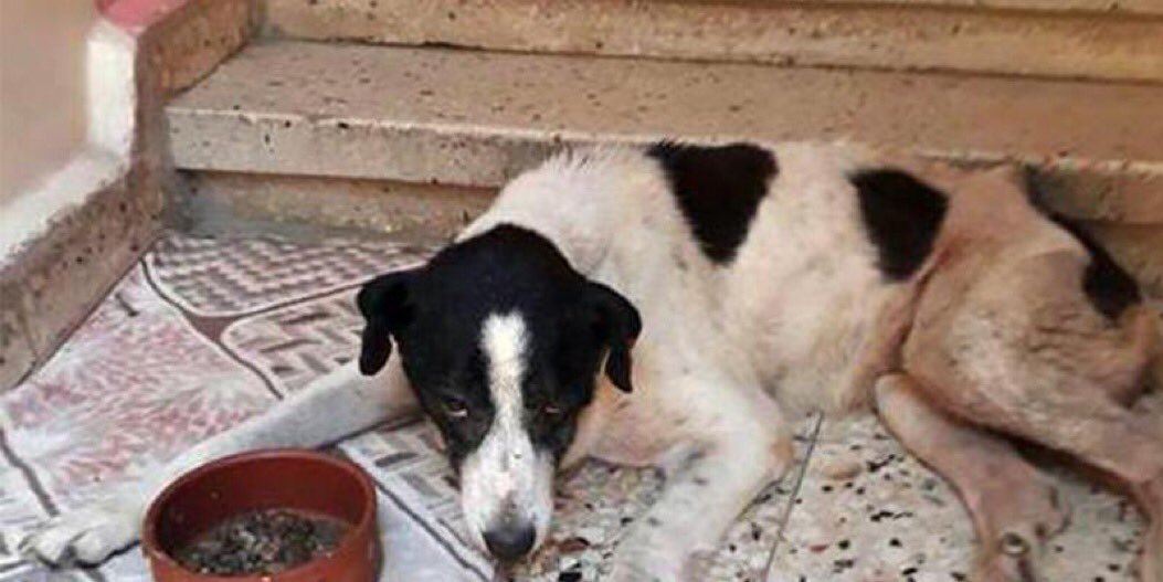 6 yıl önce bu gece, kalp ilacı kullanan #ÇıtırKöpek 17 yıldır yaşadığı mahalleden #ÖzlemKumrular tarafından “KOKUYOR” gerekçesiyle bir gece yarısı taksi bagajında bilinmeze götürüldü.
Baskılar sonunda Çıtır’ı önce Ataköy’de apartman bahçesine bıraktığı; ardından da belediye