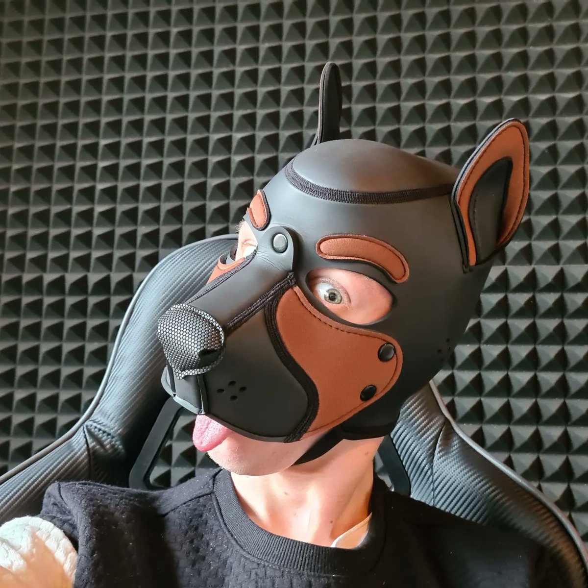 Pup_Shippo's tweet photo. Shippo arrived on X🐕 https://t.co/1CNSeALzMG