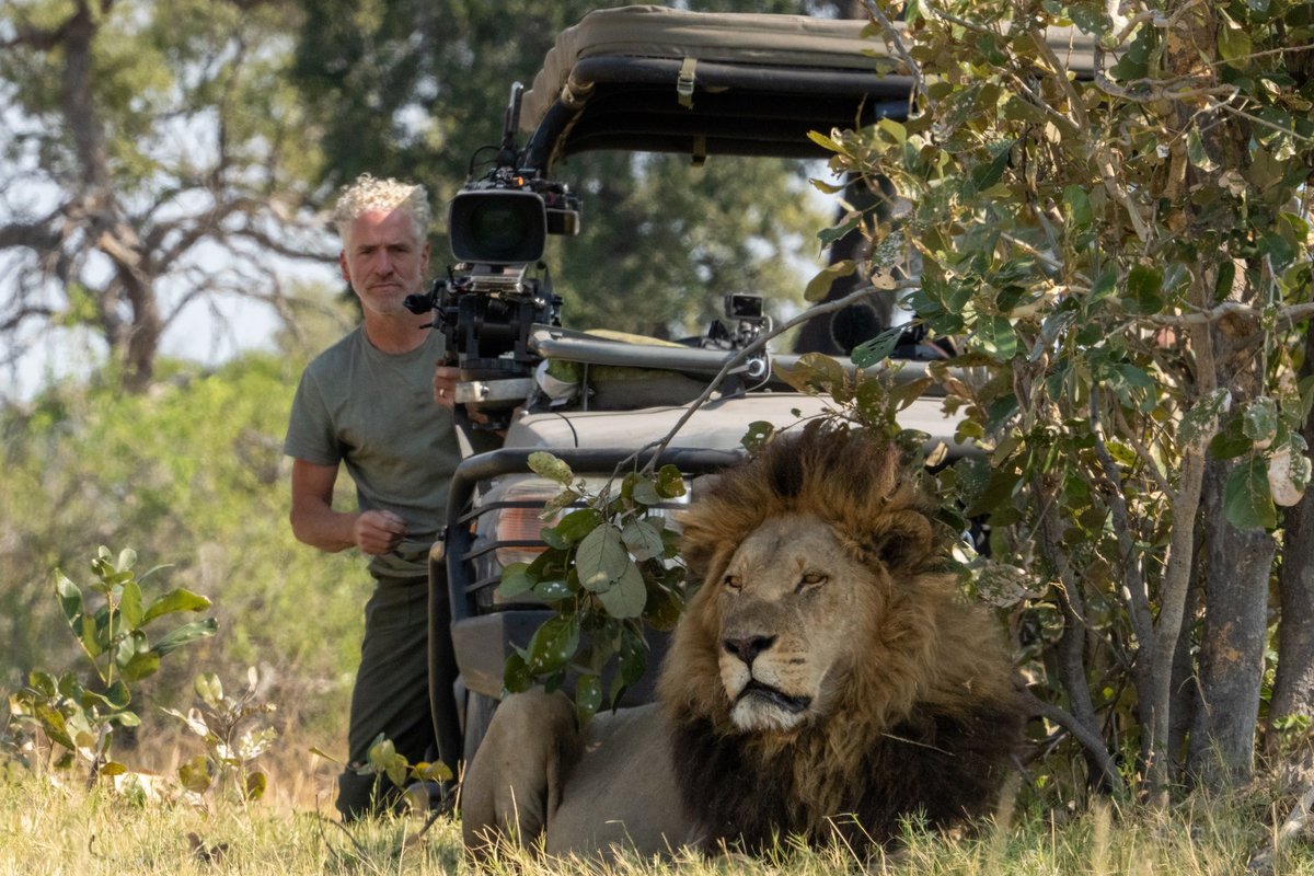 Soon heading back out to catch up with this magnificent fellow (and many others) in one of the wildest places on the planet. The Okavango delta in Botswana. Six part series on big cats for @bbcstudios and @pbsnature Big Cats 24/7