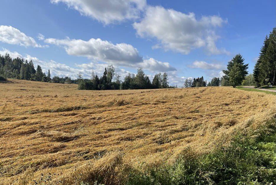 Eilen oli kaura vielä rivit suorina ja päät pystyssä kuin Kadettikoulun päättäjäisissä.
Sitten vähän tuuli ja satoi ja nyt 45 hehtaaria hakee tukea maasta.

Onneksi voisi olla huonomminkin. Jossain Taka-Töölössä oli Hesarin mukaan tullut villiviini alas seinältä.🥶