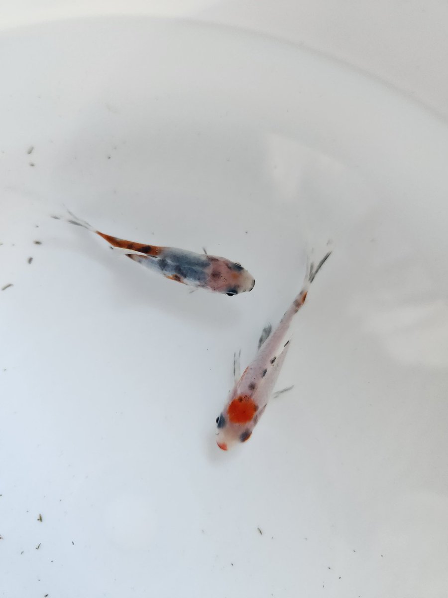長物にも手をだしてしまった...かわいいワンちゃん達がお出迎えしてくれました。松村観賞魚さん色々お話聞かせていただきありがとうございました。
#金魚
#銀鱗朱文金
#松村観賞魚