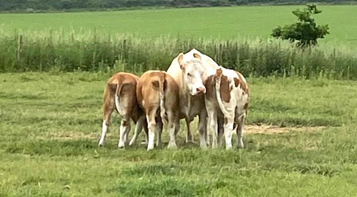 British Simmental tweet media