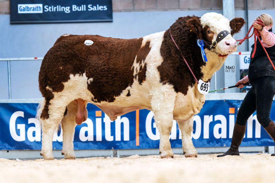 British Simmental tweet media