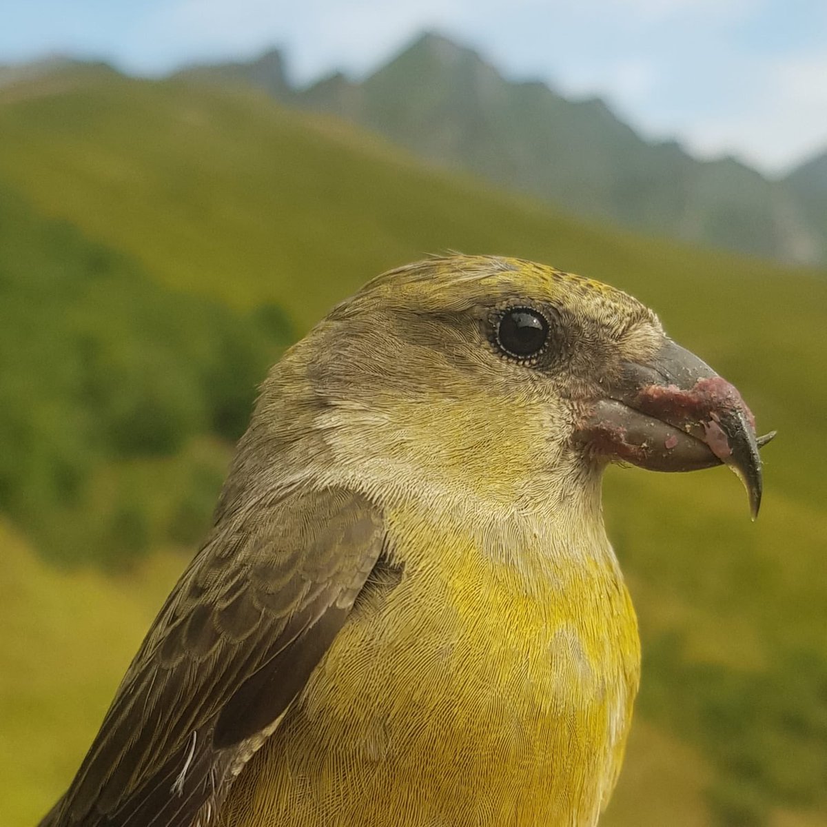 Around 3% of the common crossbills ringed at our ringing station (n=1200) showed signs of an eye infection. Anyone observed anything similar or has an idea what it could be? Last pic is a healthy crossbill eye for comparison.