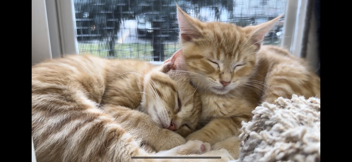 Mini cats in the Furball Farm Cat Sanctuary - see it to believe it! #mini #cats #furballfarmcatsanctuary #experience #cagefree #rescue