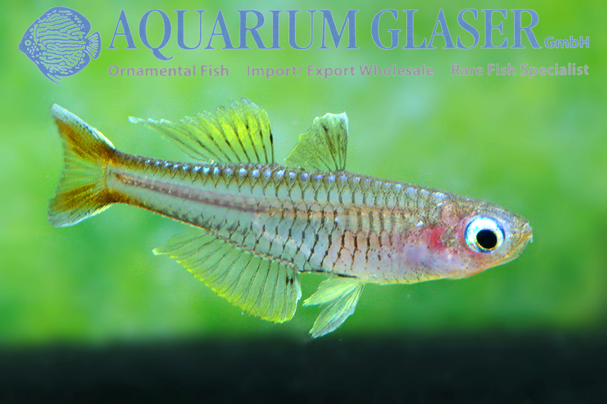 aquariumglaser's tweet photo. #Pseudomugil #ivantsoffi
find more details and pics @ https://t.co/kgExUnuDLM https://t.co/amWvJE0E6M