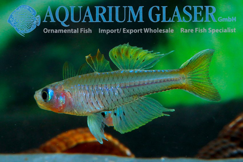 aquariumglaser's tweet photo. #Pseudomugil #ivantsoffi
find more details and pics @ https://t.co/kgExUnuDLM https://t.co/amWvJE0E6M