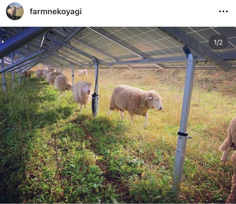 人形の中につめてるのは 長野県松本市の羊飼いさんより わけていただいてる羊毛です。 羊さんたちは食用ではなく ソーラーの下の草刈りの仕事してます。 とても大事にされ、自由気ままにに歩き回ってる子達なので 毛に草の種が付いてることもありますが 洗って干してふわふわにして使用してます。