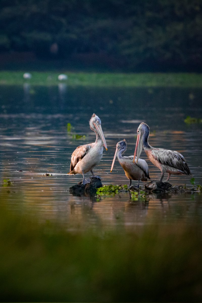 vijay_unique's tweet photo. Family ❤️
#birds #nature #wildlife #natgeoindia #canon https://t.co/PP90K9ZcLD