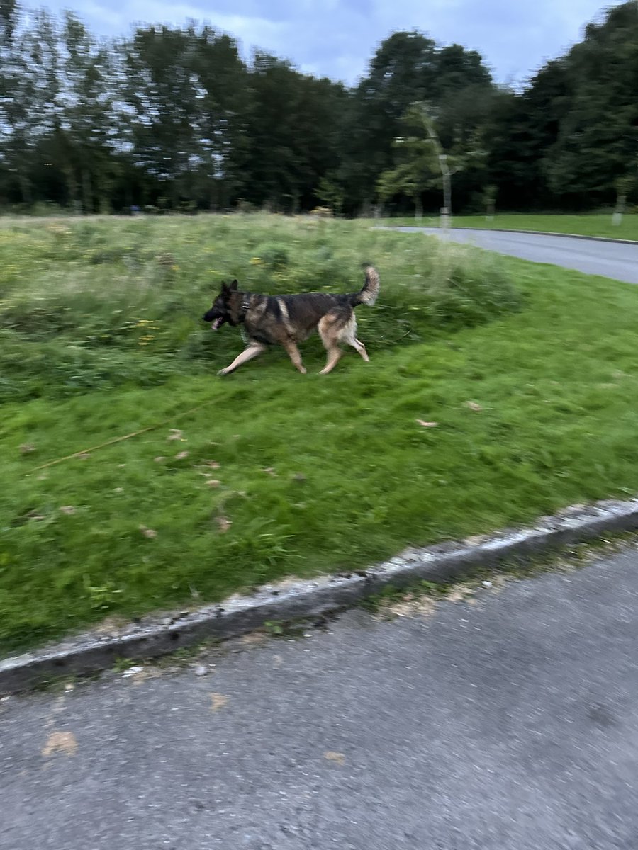 ORidgr's tweet image. Early morning dog walk